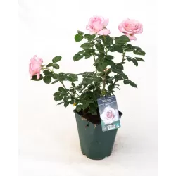 Rožė - Rosa BLUE GIRL ®