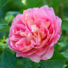 Rožė - Rosa BOSCOBEL®