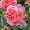 Rožė - Rosa BOSCOBEL®
