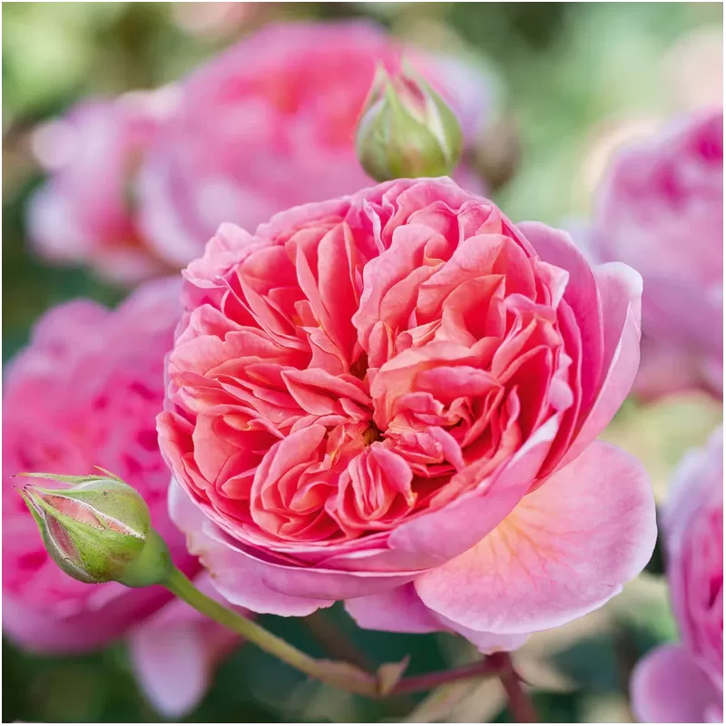 Rožė - Rosa BOSCOBEL®