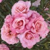 Rožė - Rosa BOTTICELLI ®