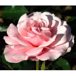 Rožė - Rosa BOTTICELLI ®