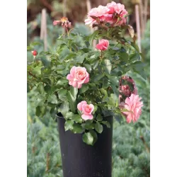 Rožė - Rosa BOTTICELLI ®