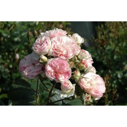 Rožė - Rosa BOUQUET PARFAIT