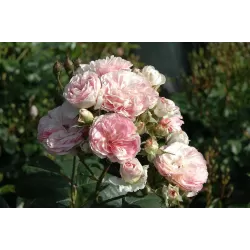 Rožė - Rosa BOUQUET PARFAIT