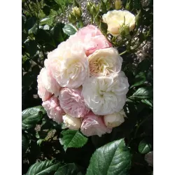 Rožė - Rosa BOUQUET PARFAIT