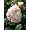 Rožė - Rosa BOUQUET PARFAIT