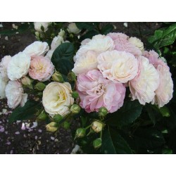Rožė - Rosa BOUQUET PARFAIT