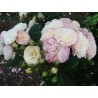 Rožė - Rosa Bouquet Parfait ® Lens vazone