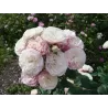 Rožė - Rosa BOUQUET PARFAIT