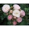 Rožė - Rosa Bouquet Parfait ® Lens vazone