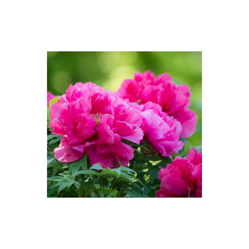 copy of Bijūnas (krūminis, medėjantis) - Paeonia (suffruticosa) HYAKASEN 3st GR