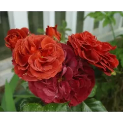 Rožė - Rosa BROWN VELVET