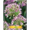 Česnakas - Allium MILLENIUM