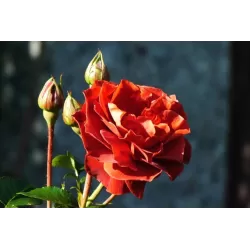 Rožė - Rosa BROWN VELVET