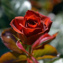 Rožė - Rosa BROWN VELVET