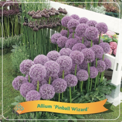 copy of Česnakas (dekoratyvinis)  - Allium PINBALL WIZARD P21C4 - perki vieną, o gauni net 3 augalus viename vazone