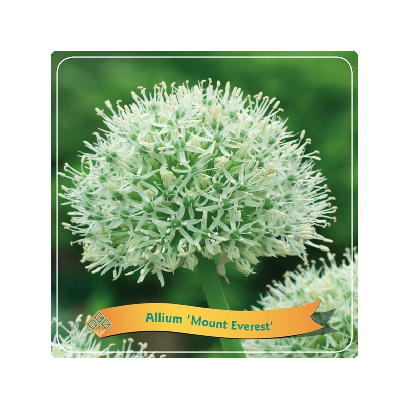 Česnakas - Allium MOUNT EVEREST