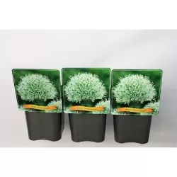 Česnakas - Allium MOUNT EVEREST