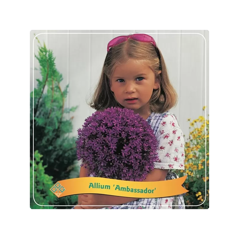 Allium AMBASSADOR