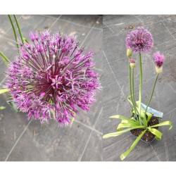 Česnakas - Allium EARLY EMPEROR