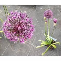 copy of Česnakas (dekoratyvinis) - Allium MOUNT EVEREST P21C4