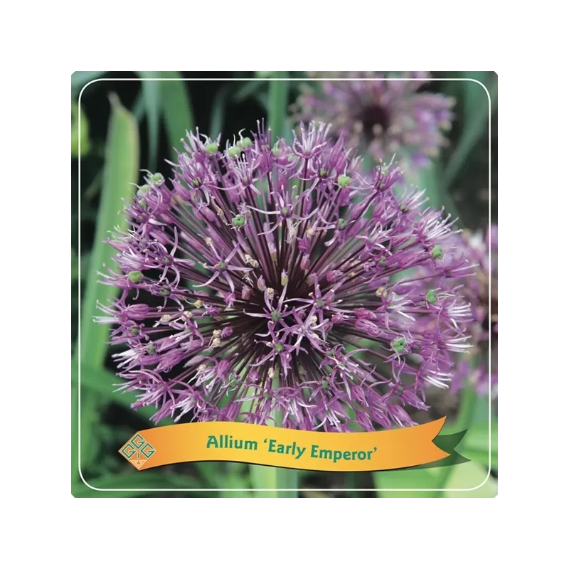 copy of Česnakas (dekoratyvinis) - Allium MOUNT EVEREST P21C4