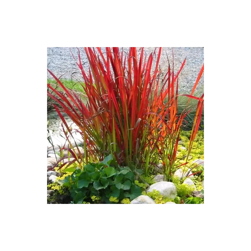Cilindrinė imperata su pristatymu į namus