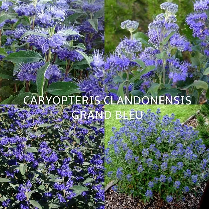 Caryopteris clandonensis HEAVENLY BLUE