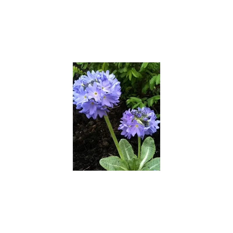 Dantytalapė raktažolė - Primula denticulata CASHMERIANA