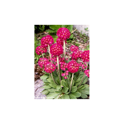 Dantytalapė raktažolė - Primula denticulata RUBIN