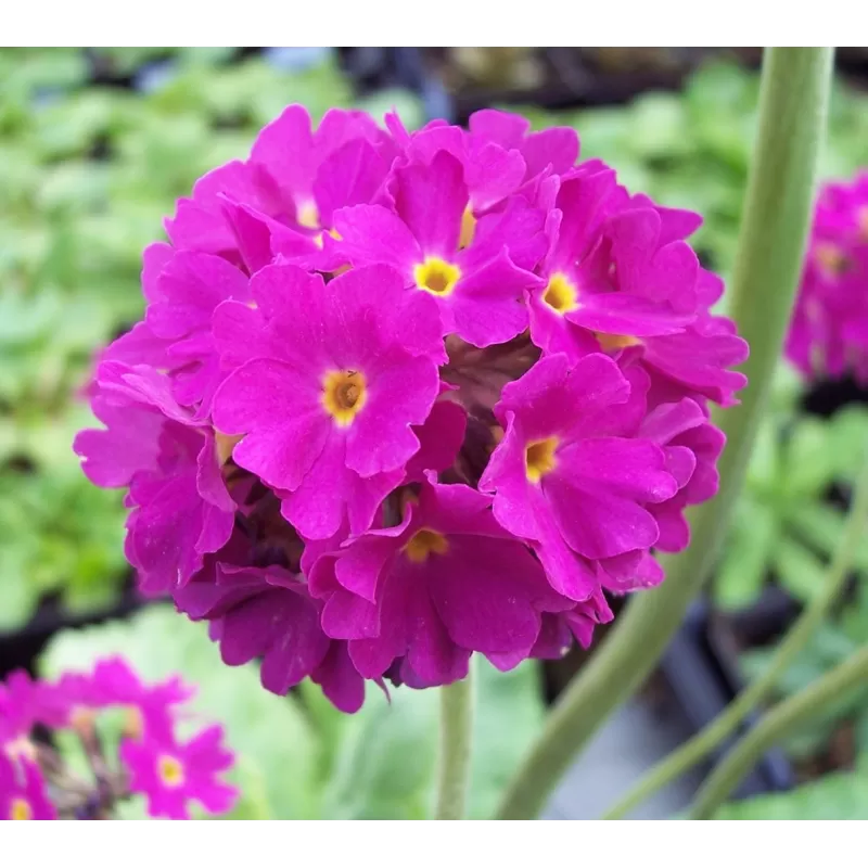 Dantytalapė raktažolė - Primula denticulata RUBIN