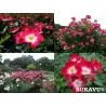 Rožė - Rosa BUKAVU ®