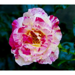 Rožė - Rosa CAMILLE PISSARRO ®