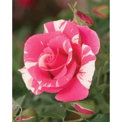 Rožė - Rosa CANDY LAND ®