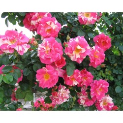 Rožė - Rosa CANDY LAND ®
