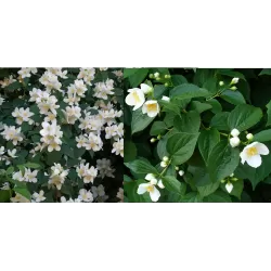 Darželinis jazminas