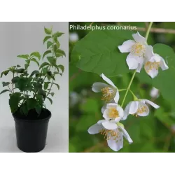 Darželinis jazminas - Philadelphus caucasicus (coronarius)