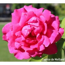 Rožė - Rosa CAPRICE DE MEILAND ®