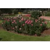 Rožė - Rosa CAPRICE DE MEILAND ®