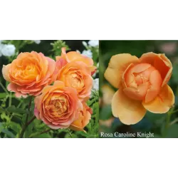 Rožė - Rosa CAROLYNE KNIGHT