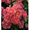 Rožė - Rosa CELEBRATION TIME