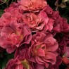 Rožė - Rosa CELEBRATION TIME ® Weeks®  P16x16C3.5