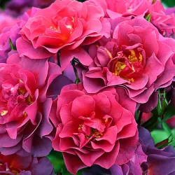 Rožė - Rosa CELEBRATION TIME