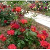 Rožė - Rosa CELEBRATION TIME ® Weeks®  P16x16C3.5
