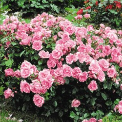 Rožė - Rosa CENTERNAIRE DE LOURDES