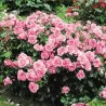 Rožė - Rosa CENTENAIRE DE LOURDE
