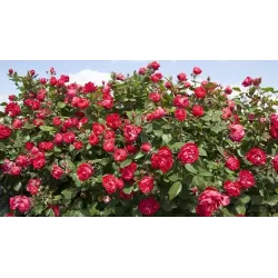 Rožė - Rosa CHERRY BONICA