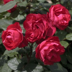 copy of Rožė - Rosa Cherry Bonica® C4  vazone