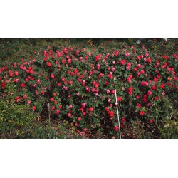 Rožė - Rosa CHERRY BONICA